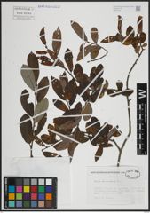 Foto von Salix atrocinerea Brot.